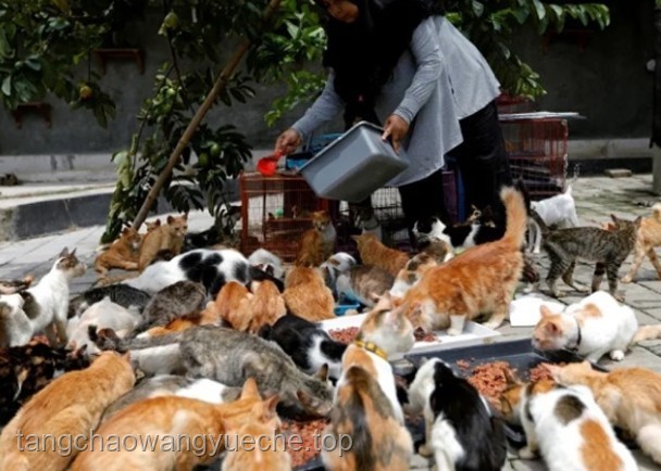 带有水质净化系统的猫猫部落瞭望塔：生态与萌宠的双重守护